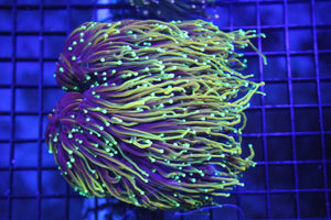 wholesale_coral - saltwater_fish saltwater_coral - rare corals - coralsdepot - Corals_Depot - live_corals - eye - catching - coral quality_marine_fish - quality - marine discoun