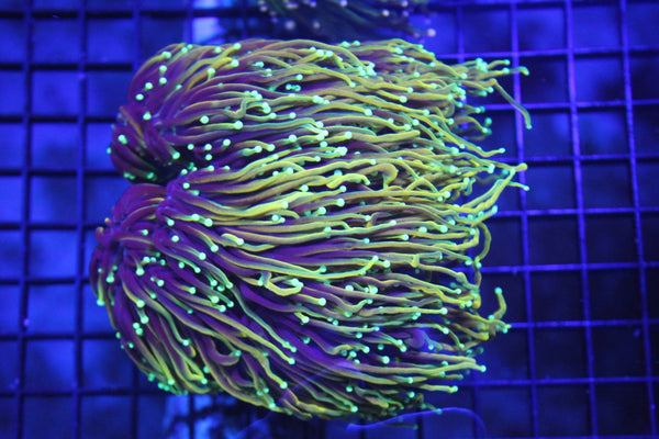 wholesale_coral - saltwater_fish saltwater_coral - rare corals - coralsdepot - Corals_Depot - live_corals - eye - catching - coral quality_marine_fish - quality - marine discoun