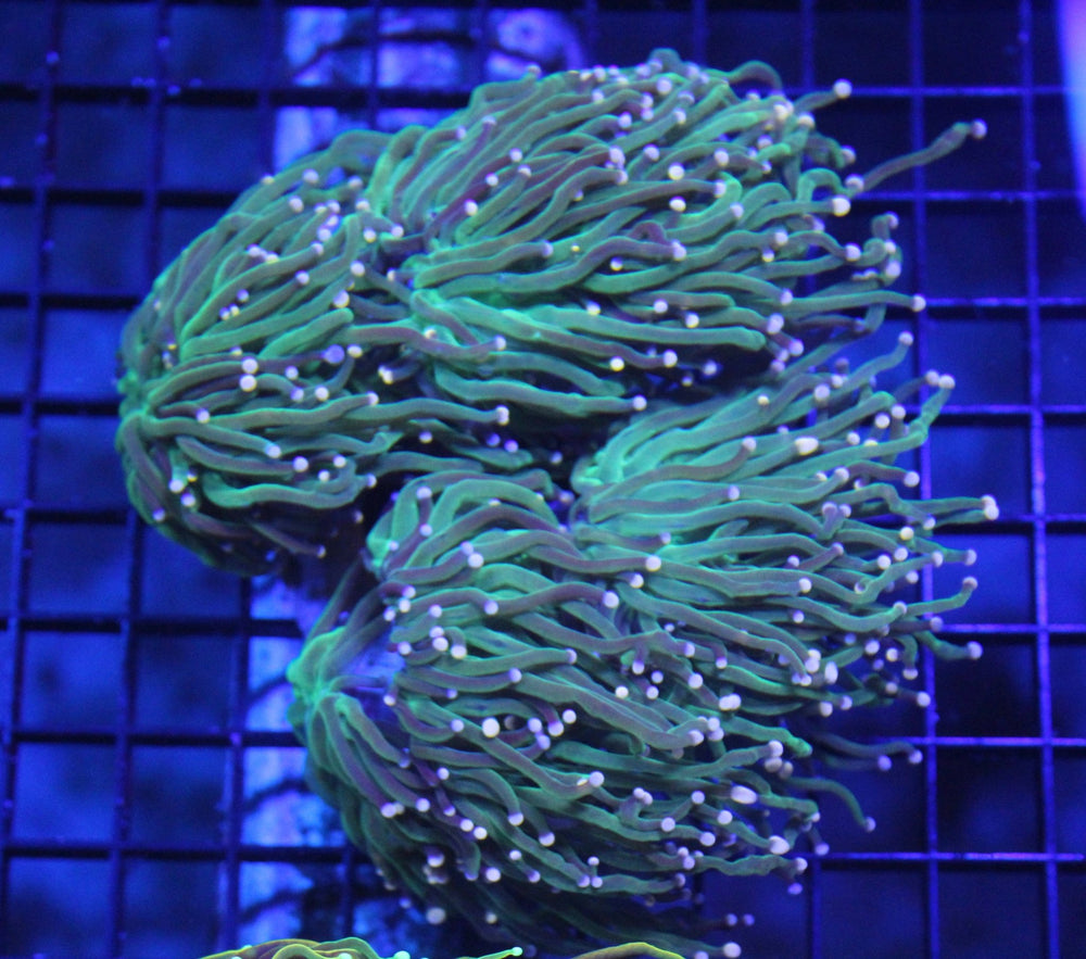 wholesale_coral - saltwater_fish saltwater_coral - rare corals - coralsdepot - Corals_Depot - live_corals - eye - catching - coral quality_marine_fish - quality - marine discoun