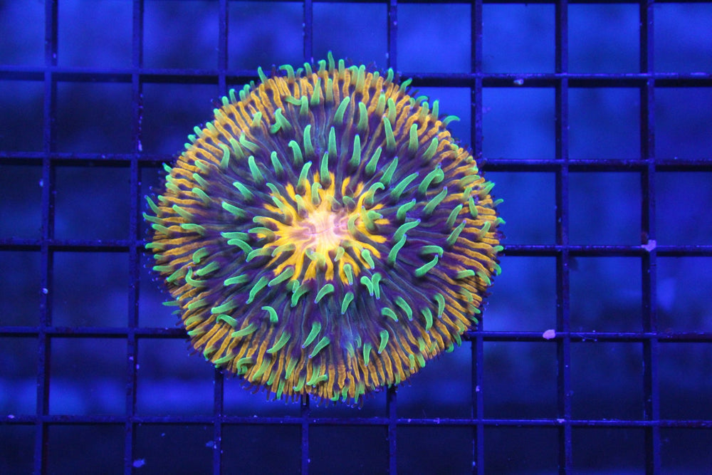 wholesale_coral - saltwater_fish saltwater_coral - rare corals - coralsdepot - Corals_Depot - live_corals - eye - catching - coral quality_marine_fish - quality - marine discoun