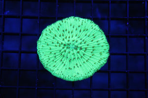 wholesale_coral - saltwater_fish saltwater_coral - rare corals - coralsdepot - Corals_Depot - live_corals - eye - catching - coral quality_marine_fish - quality - marine discoun
