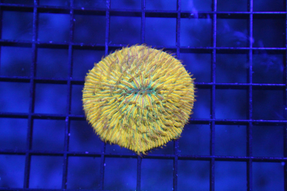 wholesale_coral - saltwater_fish saltwater_coral - rare corals - coralsdepot - Corals_Depot - live_corals - eye - catching - coral quality_marine_fish - quality - marine discoun