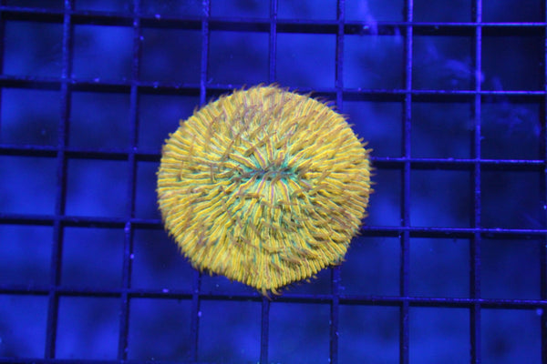 wholesale_coral - saltwater_fish saltwater_coral - rare corals - coralsdepot - Corals_Depot - live_corals - eye - catching - coral quality_marine_fish - quality - marine discoun