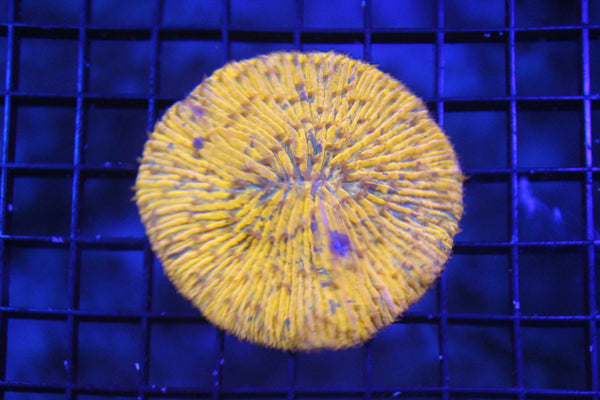 wholesale_coral - saltwater_fish saltwater_coral - rare corals - coralsdepot - Corals_Depot - live_corals - eye - catching - coral quality_marine_fish - quality - marine discoun
