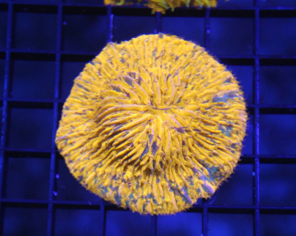 wholesale_coral - saltwater_fish saltwater_coral - rare corals - coralsdepot - Corals_Depot - live_corals - eye - catching - coral quality_marine_fish - quality - marine discoun