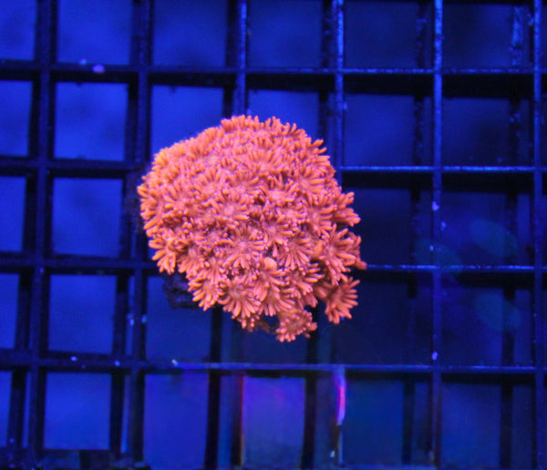 wholesale_coral - saltwater_fish saltwater_coral - rare corals - coralsdepot - Corals_Depot - live_corals - eye - catching - coral quality_marine_fish - quality - marine discoun