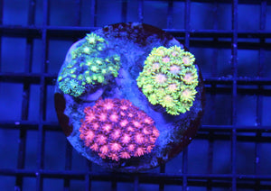 wholesale_coral - saltwater_fish saltwater_coral - rare corals - coralsdepot - Corals_Depot - live_corals - eye - catching - coral quality_marine_fish - quality - marine discoun