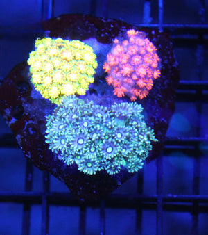 wholesale_coral - saltwater_fish saltwater_coral - rare corals - coralsdepot - Corals_Depot - live_corals - eye - catching - coral quality_marine_fish - quality - marine discoun