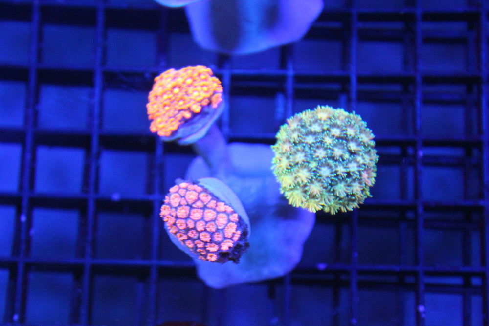 wholesale_coral - saltwater_fish saltwater_coral - rare corals - coralsdepot - Corals_Depot - live_corals - eye - catching - coral quality_marine_fish - quality - marine discoun