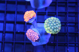 wholesale_coral - saltwater_fish saltwater_coral - rare corals - coralsdepot - Corals_Depot - live_corals - eye - catching - coral quality_marine_fish - quality - marine discoun