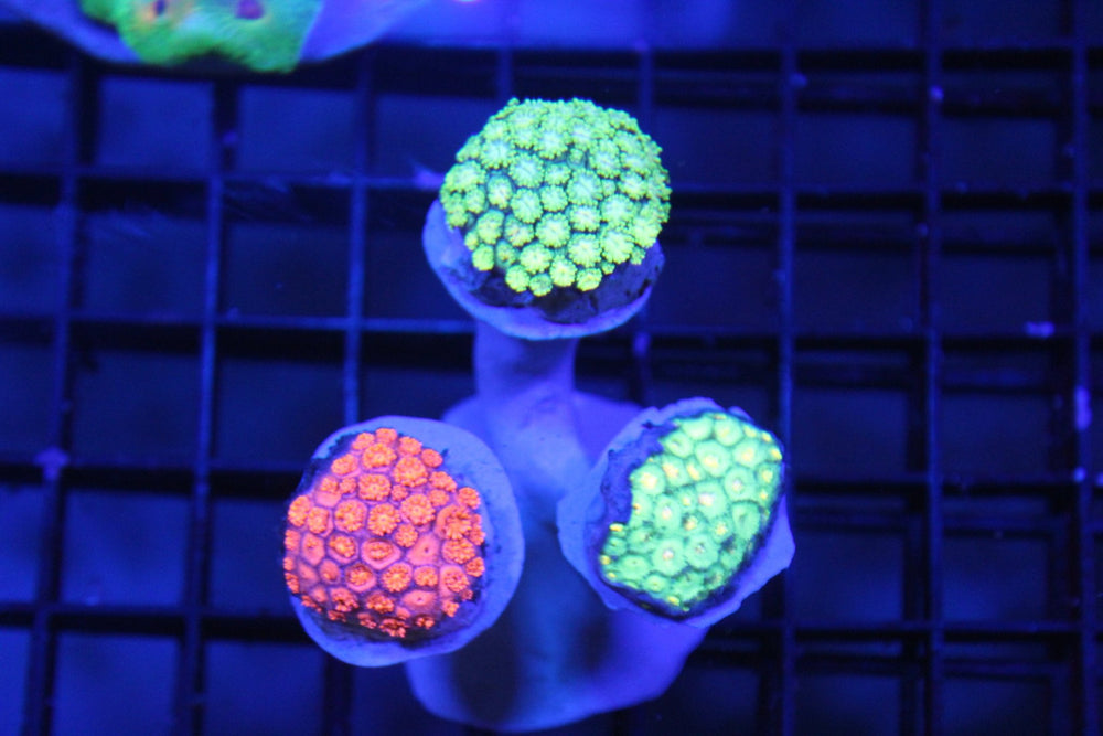 wholesale_coral - saltwater_fish saltwater_coral - rare corals - coralsdepot - Corals_Depot - live_corals - eye - catching - coral quality_marine_fish - quality - marine discoun