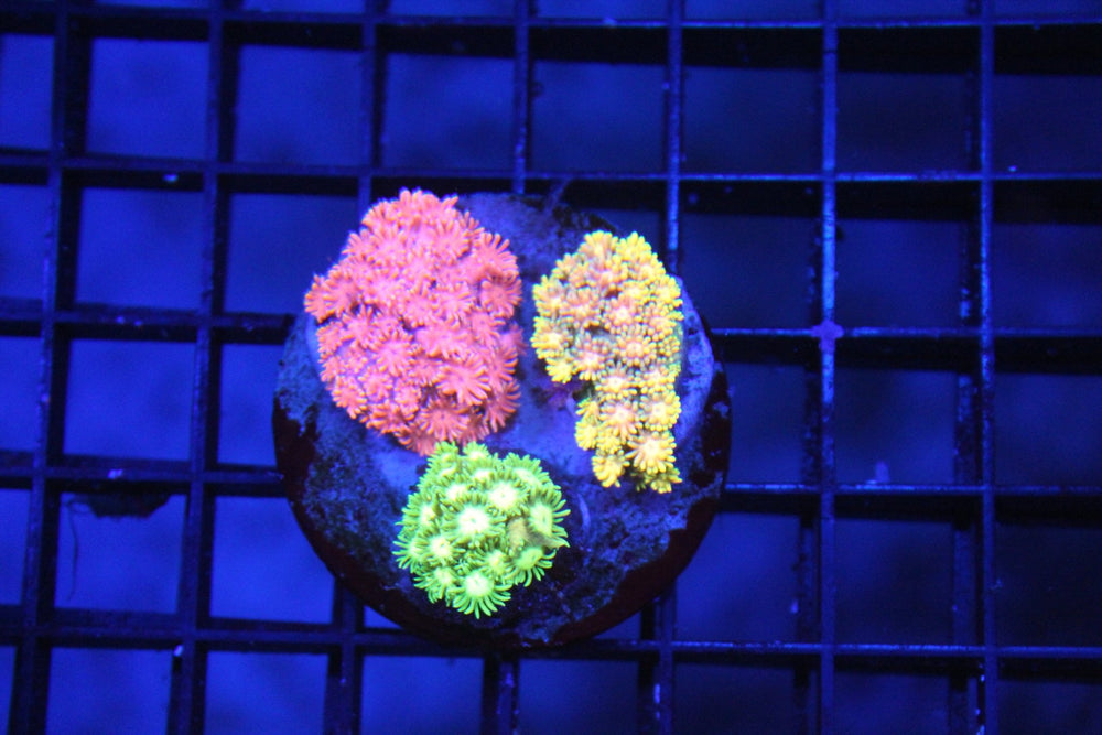 wholesale_coral - saltwater_fish saltwater_coral - rare corals - coralsdepot - Corals_Depot - live_corals - eye - catching - coral quality_marine_fish - quality - marine discoun