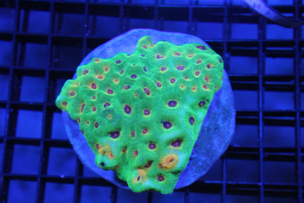 wholesale_coral - saltwater_fish saltwater_coral - rare corals - coralsdepot - Corals_Depot - live_corals - eye - catching - coral quality_marine_fish - quality - marine discoun
