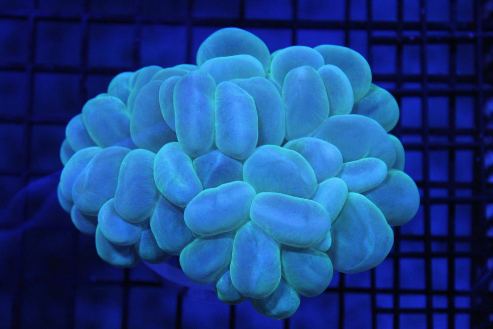 wholesale_coral - saltwater_fish saltwater_coral - rare corals - coralsdepot - Corals_Depot - live_corals - eye - catching - coral quality_marine_fish - quality - marine discoun