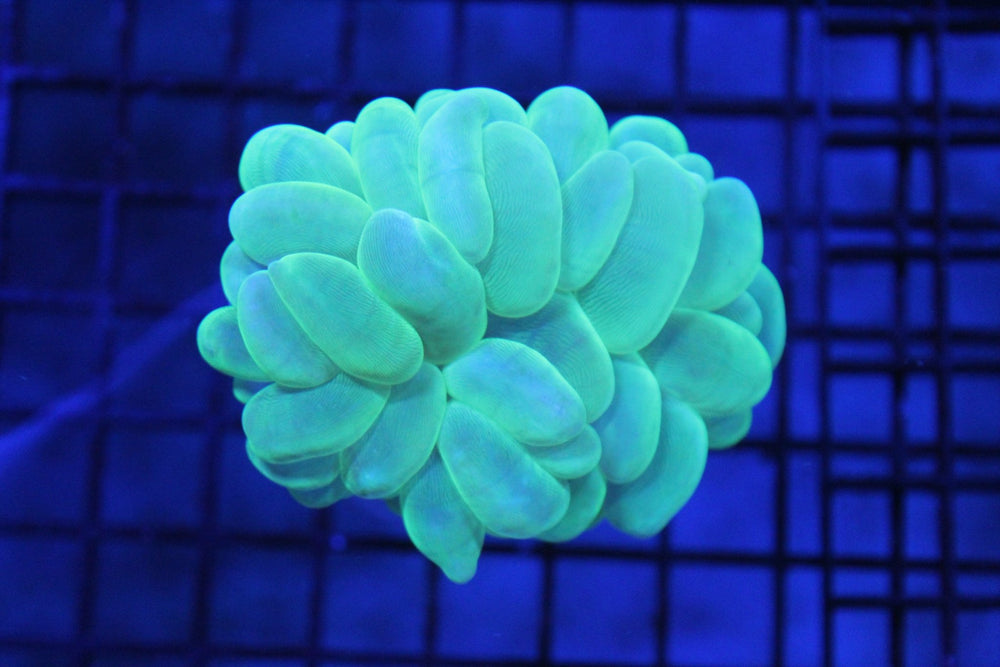 wholesale_coral - saltwater_fish saltwater_coral - rare corals - coralsdepot - Corals_Depot - live_corals - eye - catching - coral quality_marine_fish - quality - marine discoun