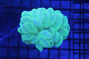 wholesale_coral - saltwater_fish saltwater_coral - rare corals - coralsdepot - Corals_Depot - live_corals - eye - catching - coral quality_marine_fish - quality - marine discoun