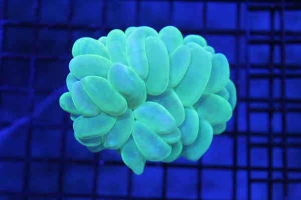 wholesale_coral - saltwater_fish saltwater_coral - rare corals - coralsdepot - Corals_Depot - live_corals - eye - catching - coral quality_marine_fish - quality - marine discoun