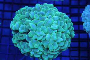 wholesale_coral - saltwater_fish saltwater_coral - rare corals - coralsdepot - Corals_Depot - live_corals - eye - catching - coral quality_marine_fish - quality - marine discoun