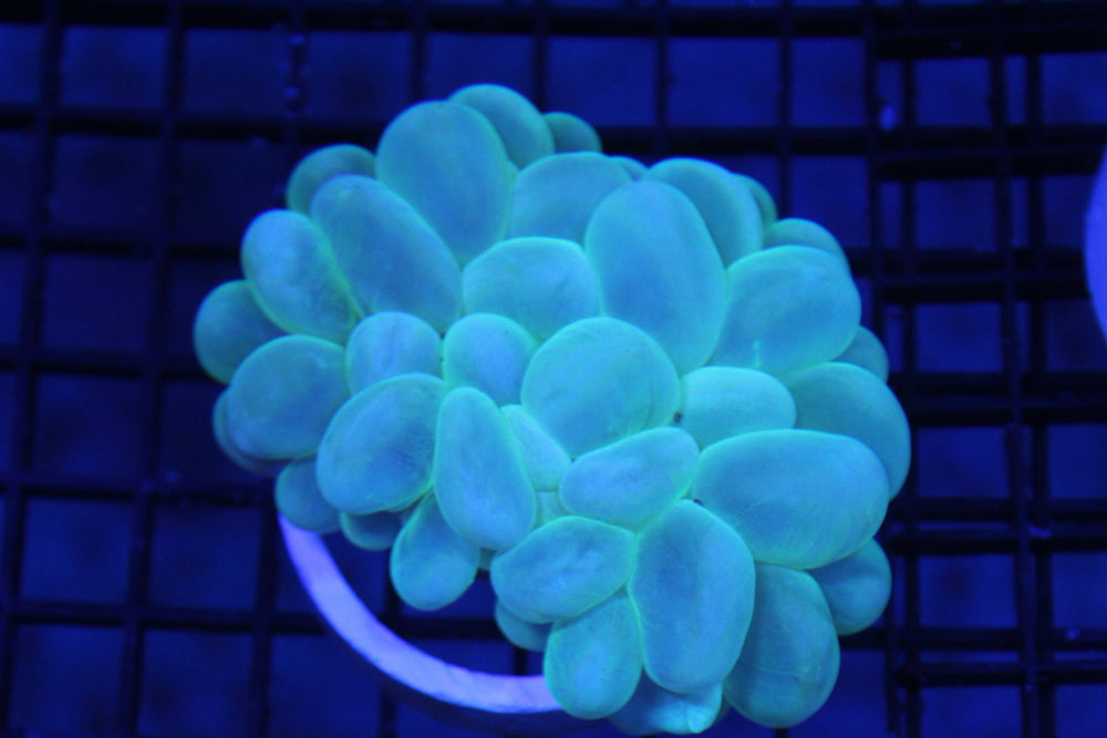 wholesale_coral - saltwater_fish saltwater_coral - rare corals - coralsdepot - Corals_Depot - live_corals - eye - catching - coral quality_marine_fish - quality - marine discoun