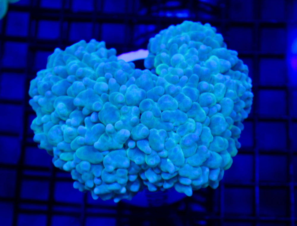 wholesale_coral - saltwater_fish saltwater_coral - rare corals - coralsdepot - Corals_Depot - live_corals - eye - catching - coral quality_marine_fish - quality - marine discoun