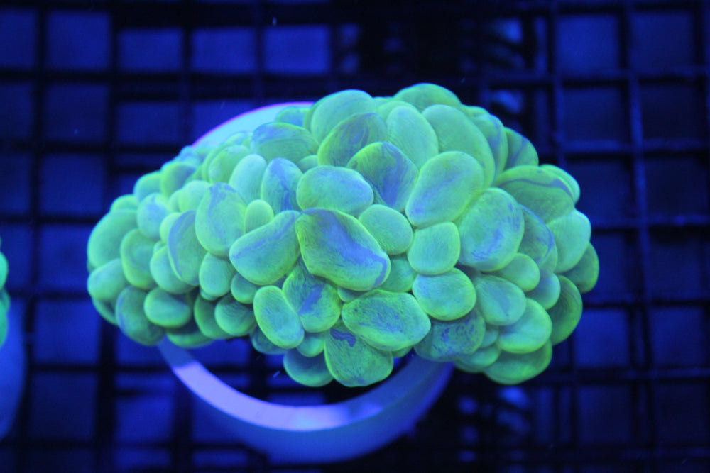 wholesale_coral - saltwater_fish saltwater_coral - rare corals - coralsdepot - Corals_Depot - live_corals - eye - catching - coral quality_marine_fish - quality - marine discoun
