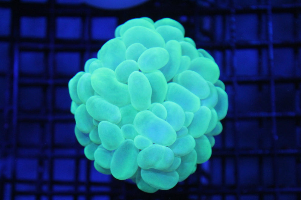 wholesale_coral - saltwater_fish saltwater_coral - rare corals - coralsdepot - Corals_Depot - live_corals - eye - catching - coral quality_marine_fish - quality - marine discoun