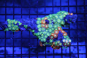 wholesale_coral - saltwater_fish saltwater_coral - rare corals - coralsdepot - Corals_Depot - live_corals - eye - catching - coral quality_marine_fish - quality - marine discoun