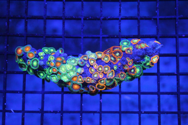 wholesale_coral - saltwater_fish saltwater_coral - rare corals - coralsdepot - Corals_Depot - live_corals - eye - catching - coral quality_marine_fish - quality - marine discoun