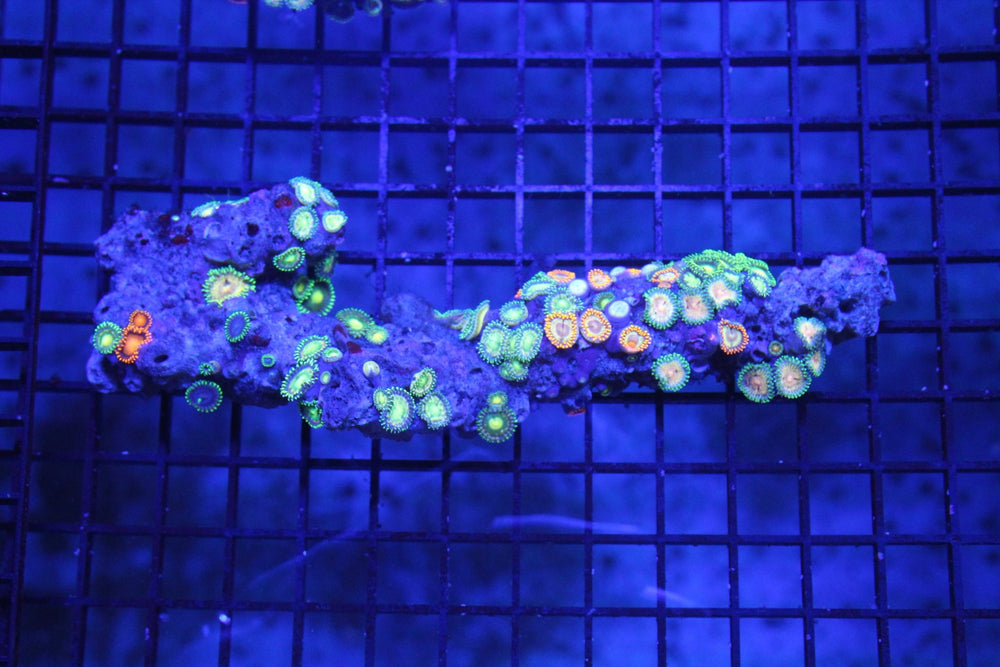 wholesale_coral - saltwater_fish saltwater_coral - rare corals - coralsdepot - Corals_Depot - live_corals - eye - catching - coral quality_marine_fish - quality - marine discoun