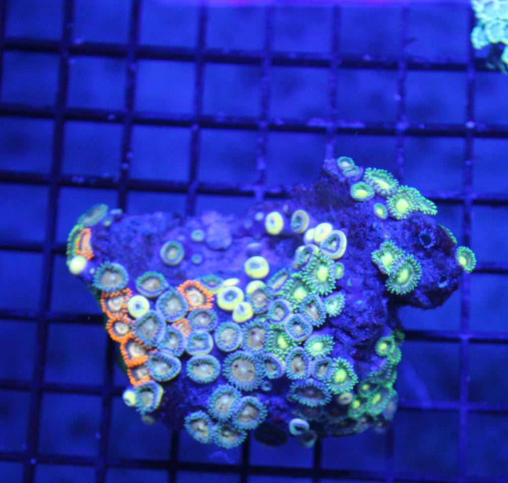 wholesale_coral - saltwater_fish saltwater_coral - rare corals - coralsdepot - Corals_Depot - live_corals - eye - catching - coral quality_marine_fish - quality - marine discoun