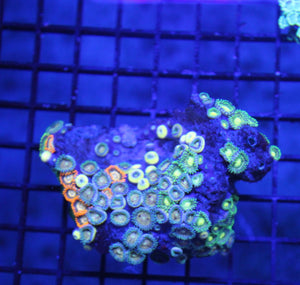 wholesale_coral - saltwater_fish saltwater_coral - rare corals - coralsdepot - Corals_Depot - live_corals - eye - catching - coral quality_marine_fish - quality - marine discoun