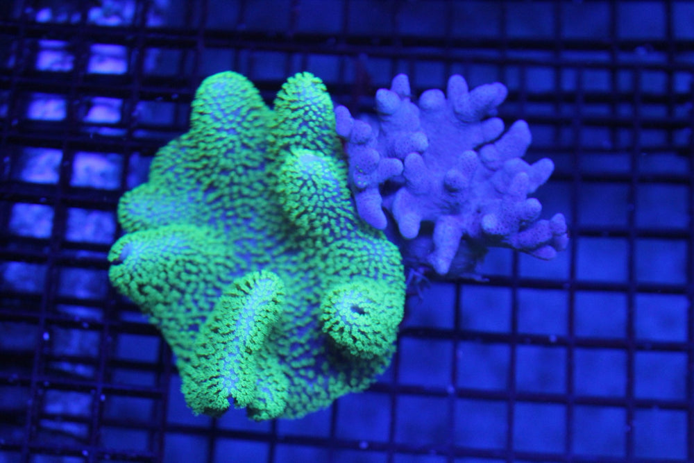 wholesale_coral - saltwater_fish saltwater_coral - rare corals - coralsdepot - Corals_Depot - live_corals - eye - catching - coral quality_marine_fish - quality - marine discoun