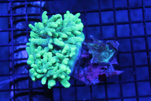 wholesale_coral - saltwater_fish saltwater_coral - rare corals - coralsdepot - Corals_Depot - live_corals - eye - catching - coral quality_marine_fish - quality - marine discoun