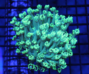 wholesale_coral - saltwater_fish saltwater_coral - rare corals - coralsdepot - Corals_Depot - live_corals - eye - catching - coral quality_marine_fish - quality - marine discoun
