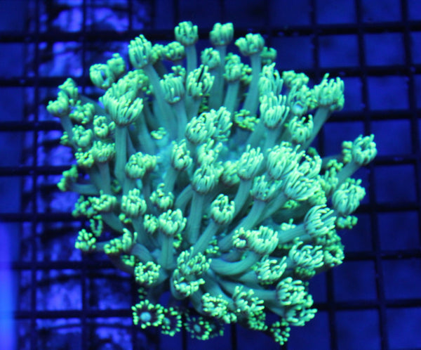 wholesale_coral - saltwater_fish saltwater_coral - rare corals - coralsdepot - Corals_Depot - live_corals - eye - catching - coral quality_marine_fish - quality - marine discoun