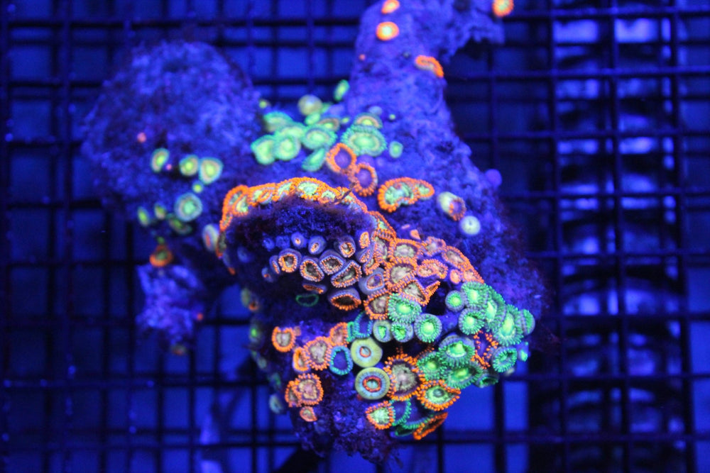 wholesale_coral - saltwater_fish saltwater_coral - rare corals - coralsdepot - Corals_Depot - live_corals - eye - catching - coral quality_marine_fish - quality - marine discoun