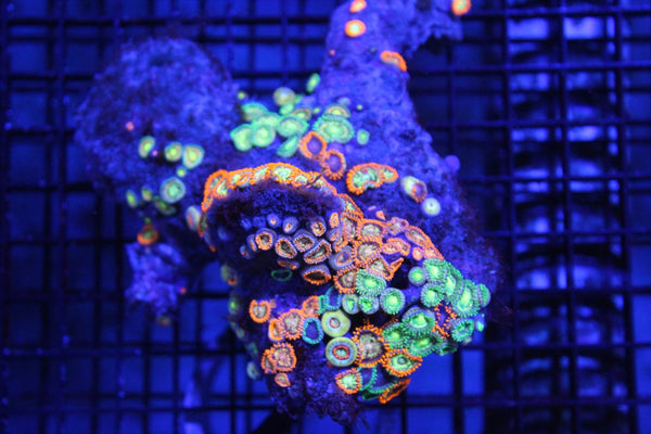 wholesale_coral - saltwater_fish saltwater_coral - rare corals - coralsdepot - Corals_Depot - live_corals - eye - catching - coral quality_marine_fish - quality - marine discoun