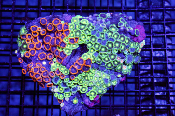 wholesale_coral - saltwater_fish saltwater_coral - rare corals - coralsdepot - Corals_Depot - live_corals - eye - catching - coral quality_marine_fish - quality - marine discoun