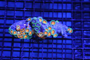 wholesale_coral - saltwater_fish saltwater_coral - rare corals - coralsdepot - Corals_Depot - live_corals - eye - catching - coral quality_marine_fish - quality - marine discoun