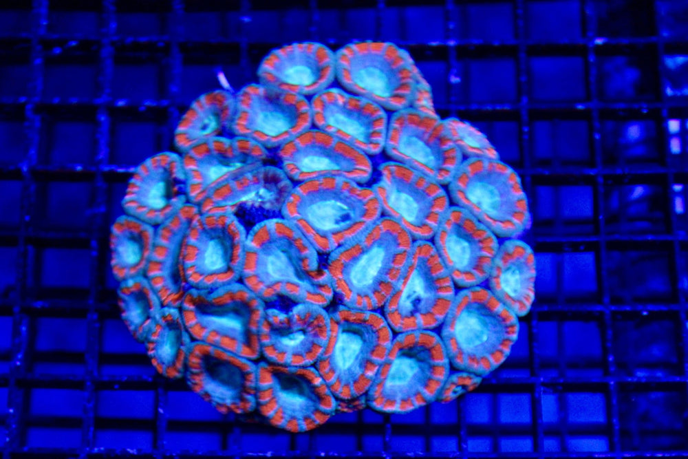 wholesale_coral - saltwater_fish saltwater_coral - rare corals - coralsdepot - Corals_Depot - live_corals - eye - catching - coral quality_marine_fish - quality - marine discoun