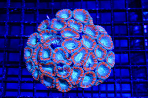 wholesale_coral - saltwater_fish saltwater_coral - rare corals - coralsdepot - Corals_Depot - live_corals - eye - catching - coral quality_marine_fish - quality - marine discoun
