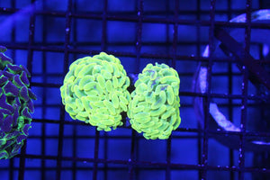 wholesale_coral - saltwater_fish saltwater_coral - rare corals - coralsdepot - Corals_Depot - live_corals - eye - catching - coral quality_marine_fish - quality - marine discoun