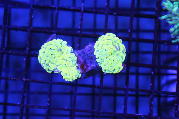 wholesale_coral - saltwater_fish saltwater_coral - rare corals - coralsdepot - Corals_Depot - live_corals - eye - catching - coral quality_marine_fish - quality - marine discoun