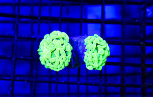 wholesale_coral - saltwater_fish saltwater_coral - rare corals - coralsdepot - Corals_Depot - live_corals - eye - catching - coral quality_marine_fish - quality - marine discoun