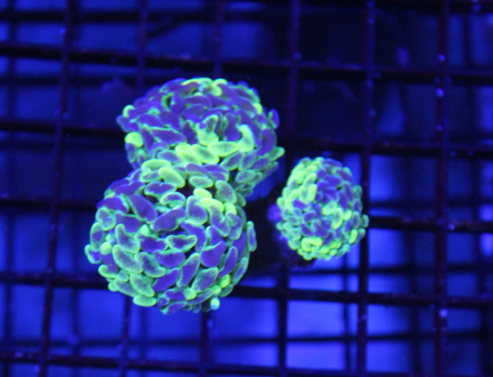 wholesale_coral - saltwater_fish saltwater_coral - rare corals - coralsdepot - Corals_Depot - live_corals - eye - catching - coral quality_marine_fish - quality - marine discoun