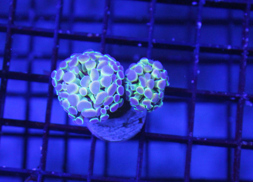 wholesale_coral - saltwater_fish saltwater_coral - rare corals - coralsdepot - Corals_Depot - live_corals - eye - catching - coral quality_marine_fish - quality - marine discoun