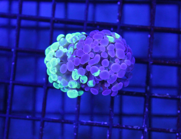 wholesale_coral - saltwater_fish saltwater_coral - rare corals - coralsdepot - Corals_Depot - live_corals - eye - catching - coral quality_marine_fish - quality - marine discoun