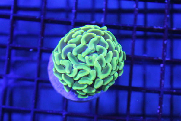 wholesale_coral - saltwater_fish saltwater_coral - rare corals - coralsdepot - Corals_Depot - live_corals - eye - catching - coral quality_marine_fish - quality - marine discoun