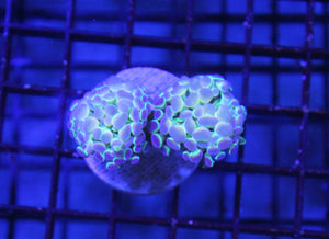 wholesale_coral - saltwater_fish saltwater_coral - rare corals - coralsdepot - Corals_Depot - live_corals - eye - catching - coral quality_marine_fish - quality - marine discoun