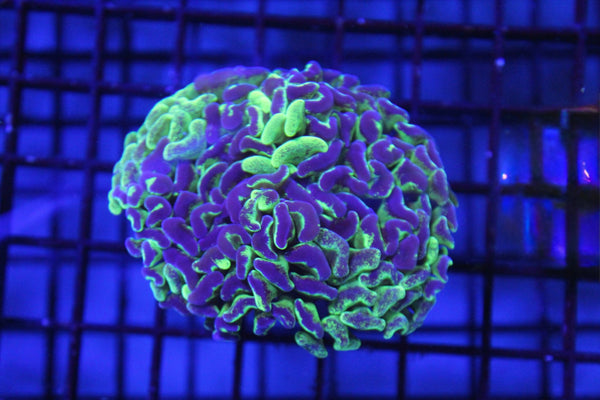 wholesale_coral - saltwater_fish saltwater_coral - rare corals - coralsdepot - Corals_Depot - live_corals - eye - catching - coral quality_marine_fish - quality - marine discoun